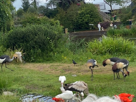 avifauna-7en8 juli25 (14)