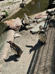 avifauna-9juli25 (5)