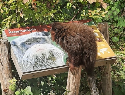 avifauna-10juli25  (13)