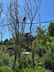 avifauna-10juli25  (22)