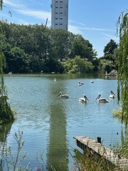 avifauna-10juli25  (28)
