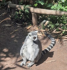 avifauna-10juli25  (31)