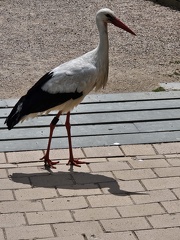 avifauna-11juli25  (6)