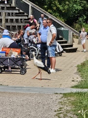 avifauna-11juli25  (7)