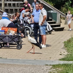 Bezoek Avifauna juli 2025