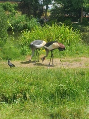 avifauna-11juli25  (9)