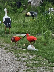 avifauna-11juli25  (13)