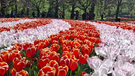 keukenhof april 2026 MK (9)